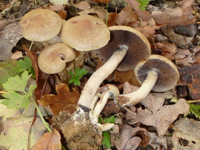 Lacrymaria lacrymabunda, Tränender Saumpilz